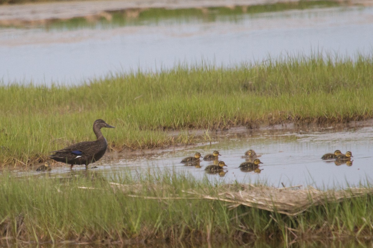 American Black Duck - ML162149471