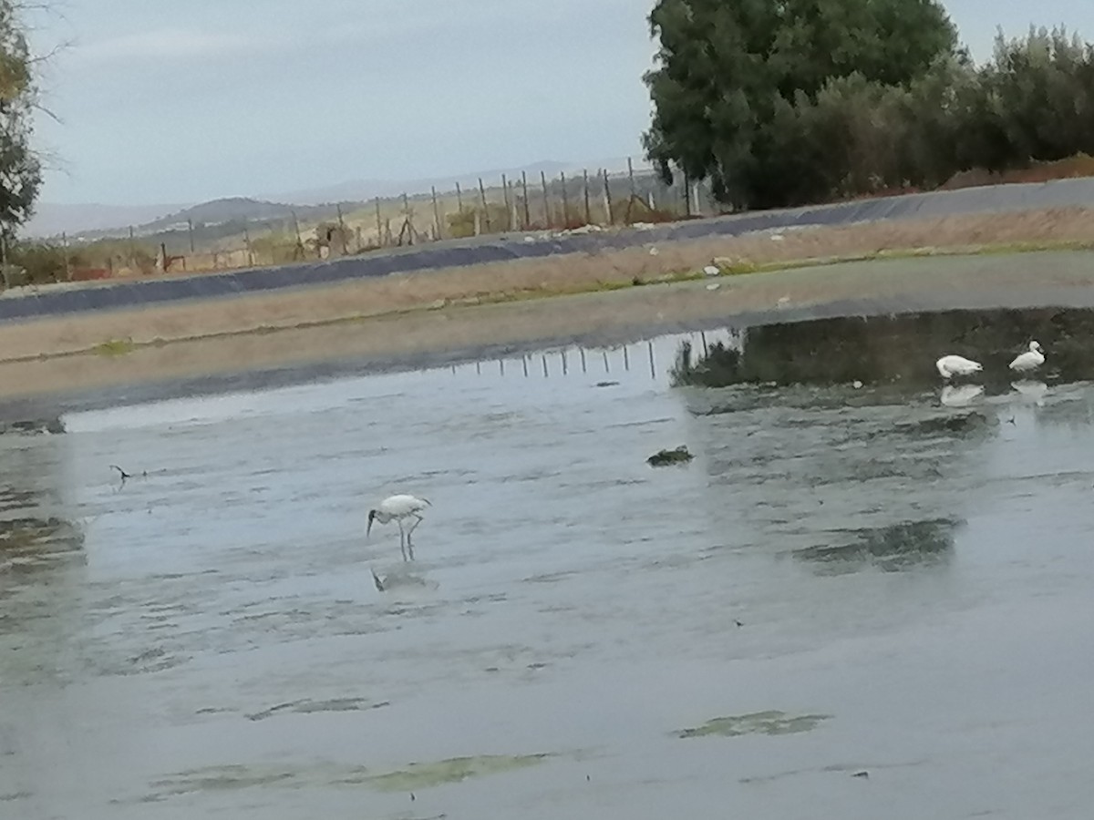 Wood Stork - ML162149941