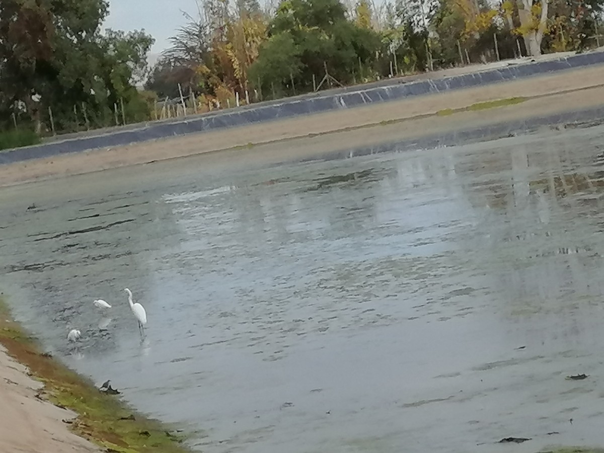 Wood Stork - Ana Alayan Galleguillos