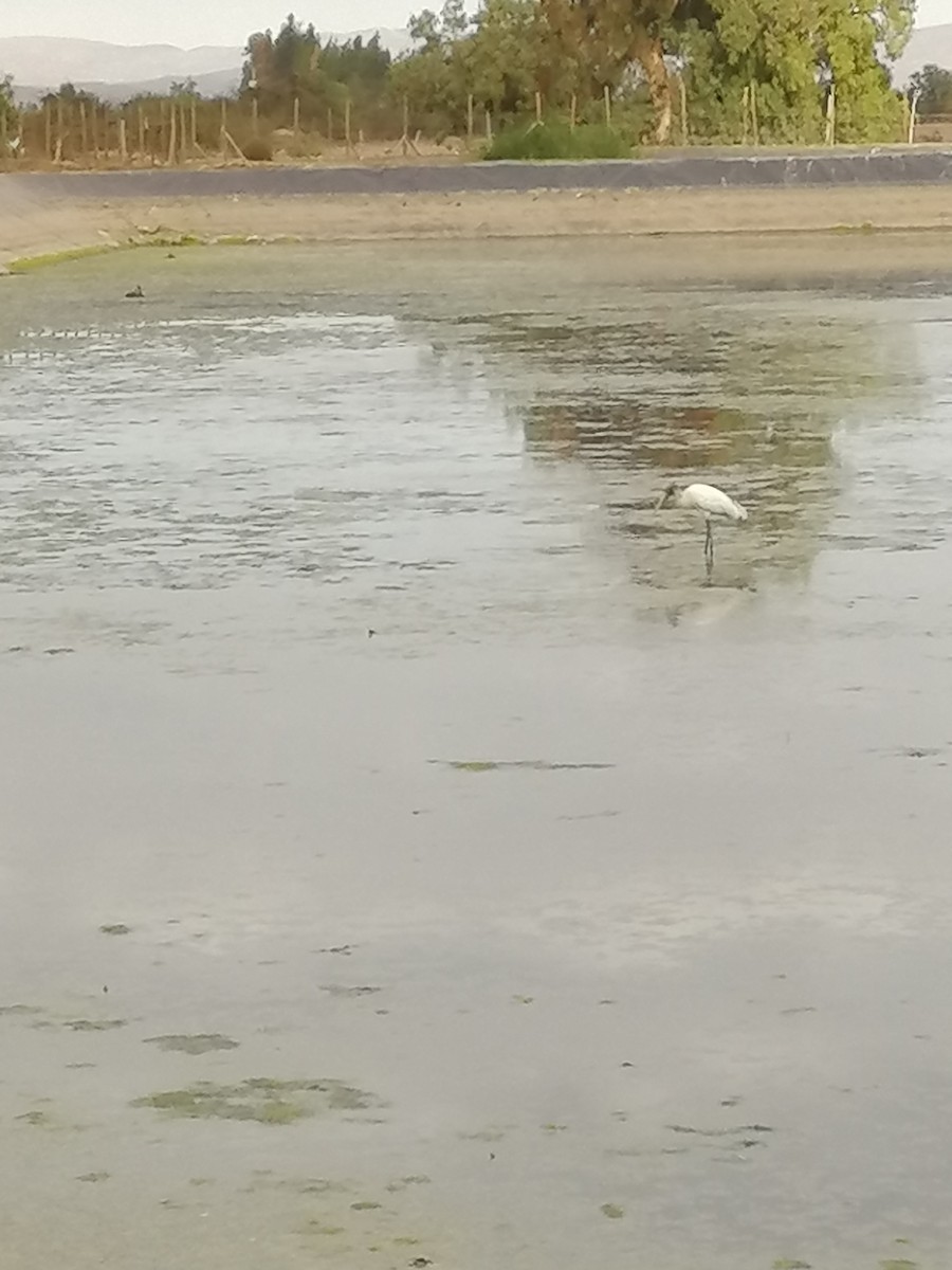 Wood Stork - Ana Alayan Galleguillos