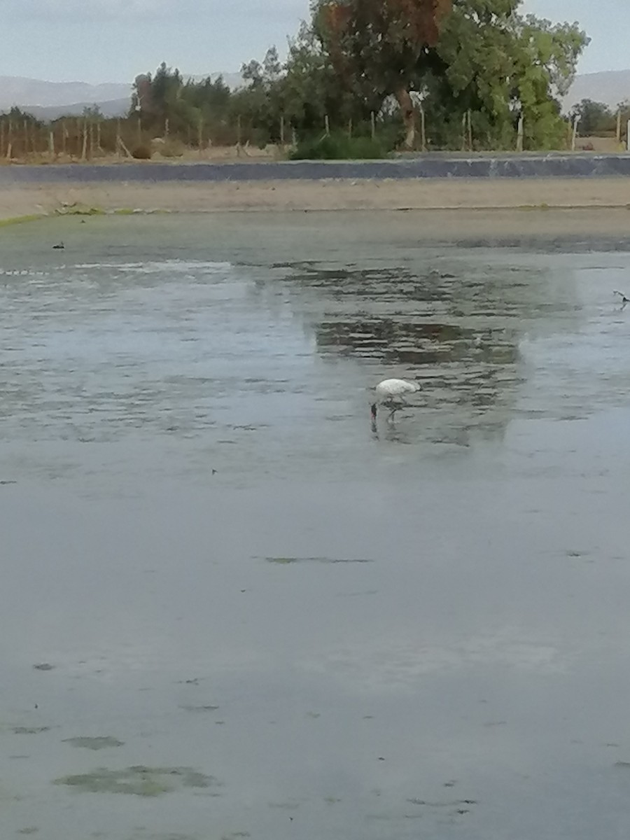 Wood Stork - Ana Alayan Galleguillos