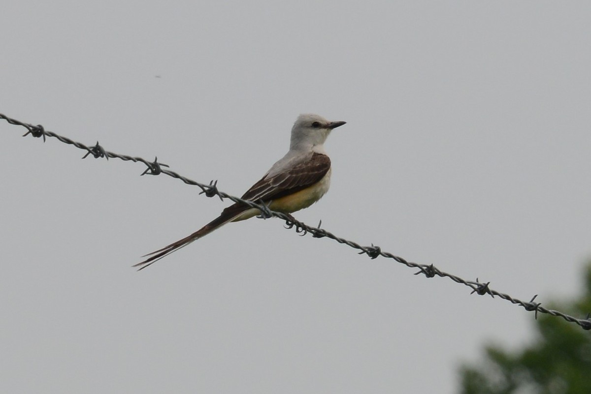 Scissor-tailed Flycatcher - ML162152761