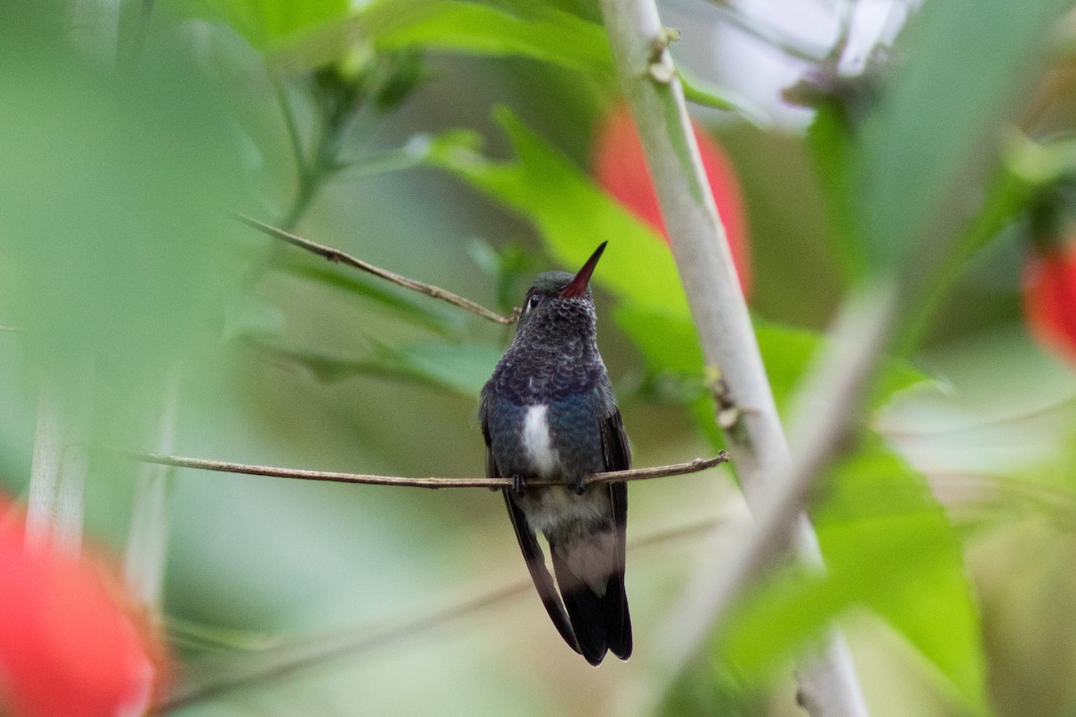 kolibřík safírový - ML162154731