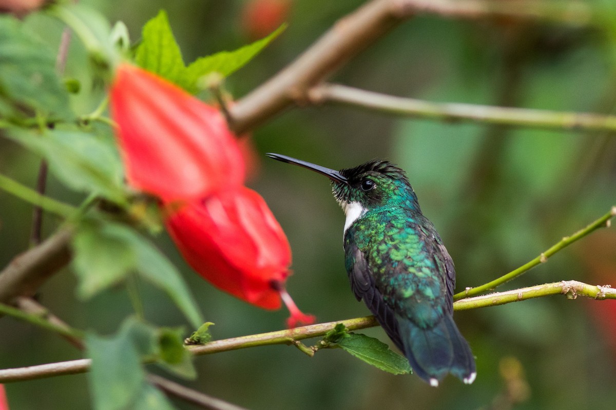 White-throated Hummingbird - Yuji Tateoka