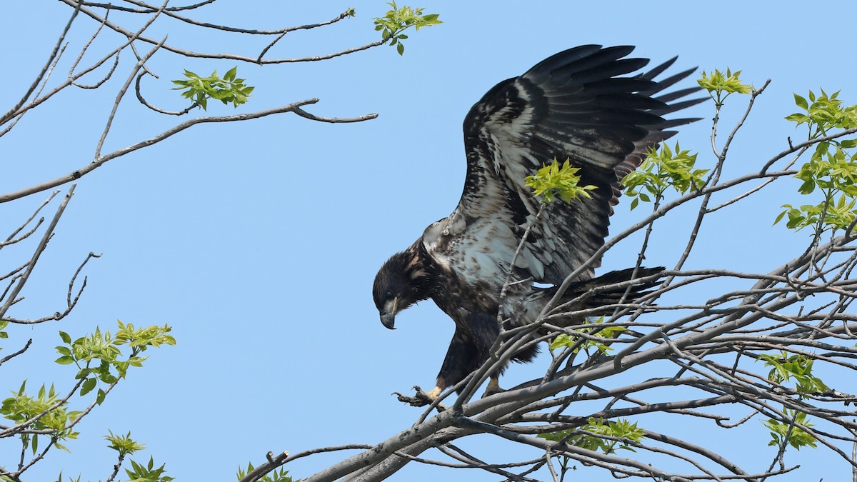 Bald Eagle - ML162154941