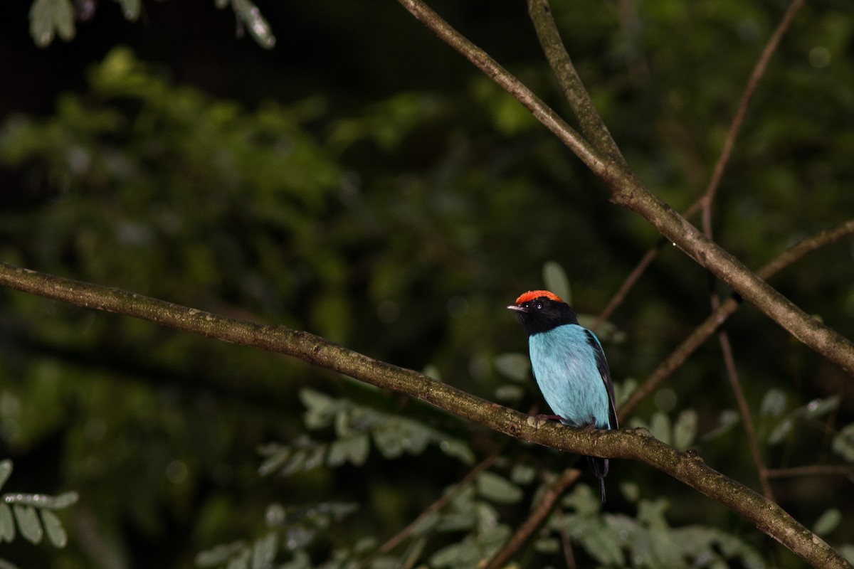 Swallow-tailed Manakin - Yuji Tateoka