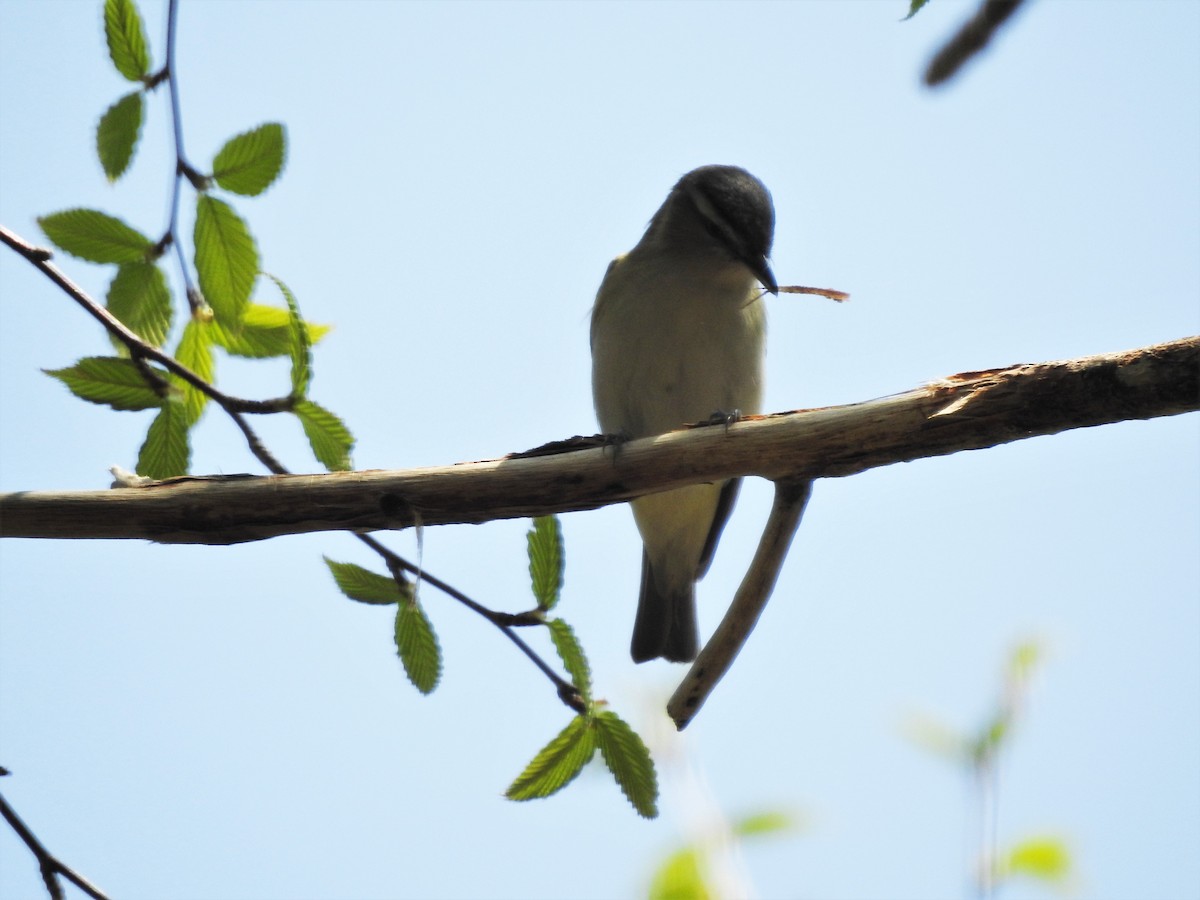 Red-eyed Vireo - ML162156201