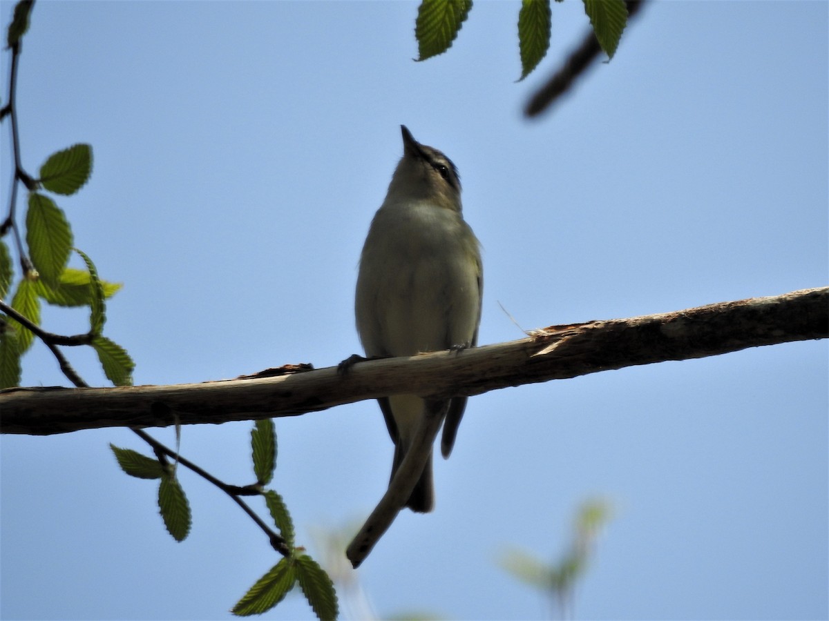 Red-eyed Vireo - ML162156211