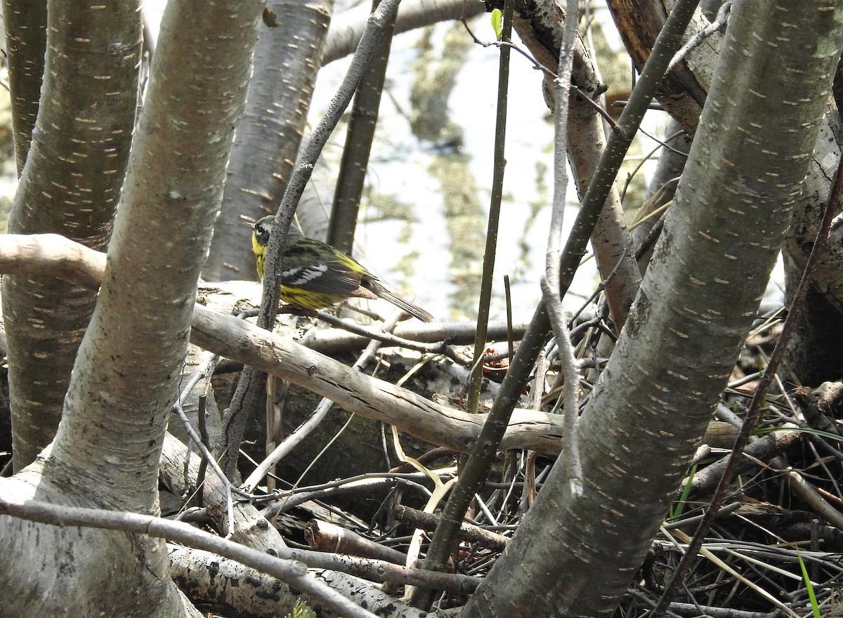 Magnolia Warbler - ML162156291