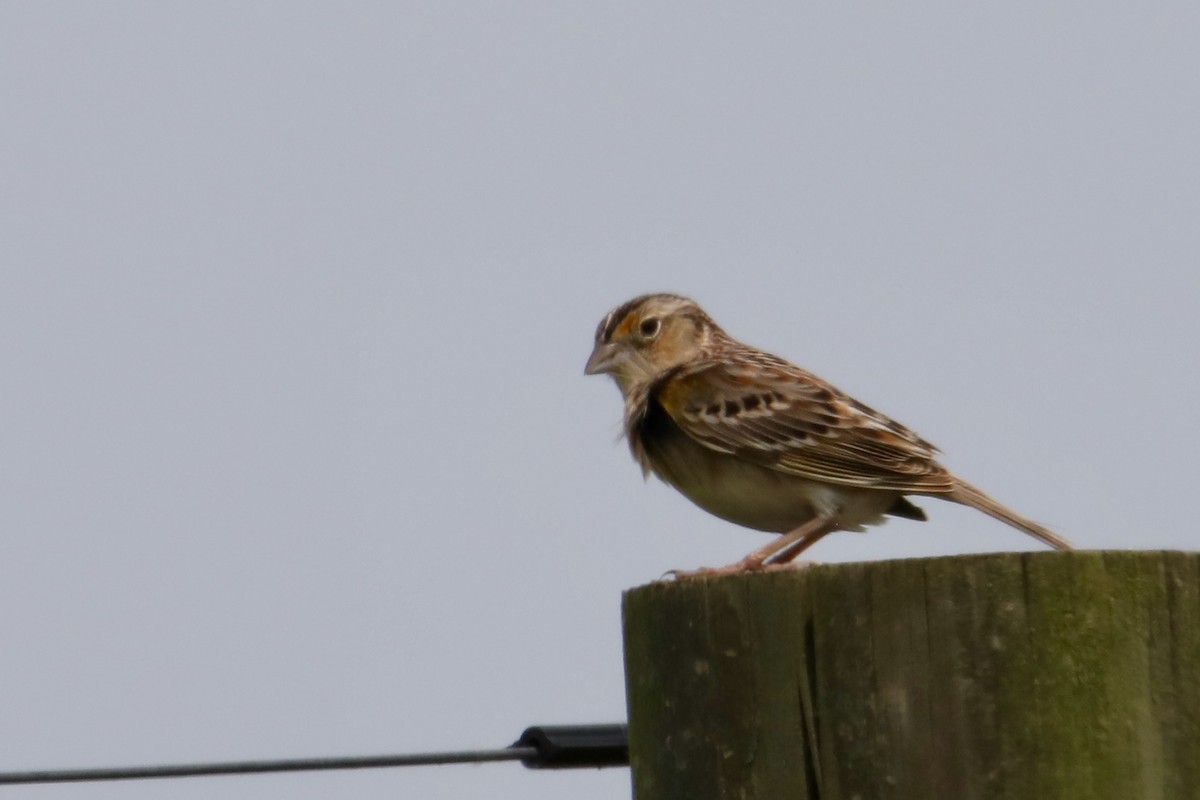 Grasshopper Sparrow - ML162156871