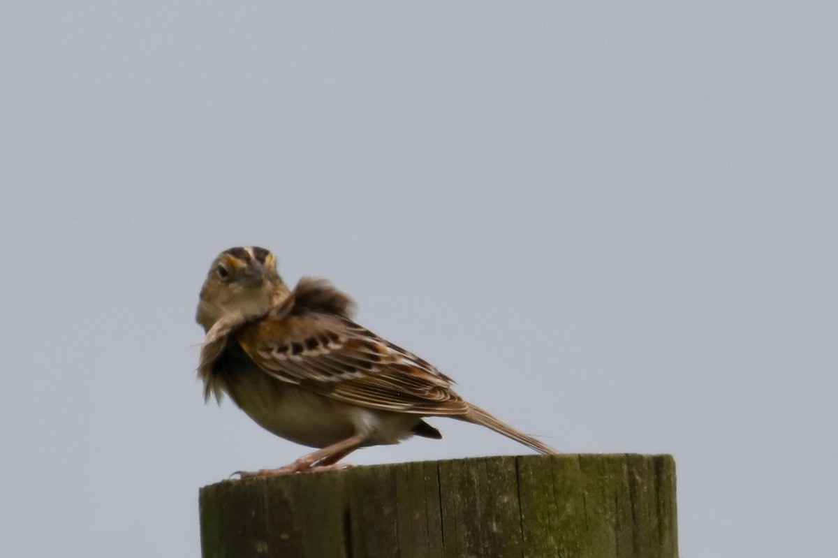 Grasshopper Sparrow - ML162156881