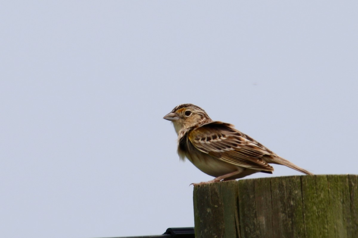 Grasshopper Sparrow - ML162156891