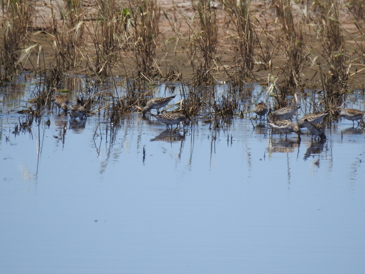 White-rumped Sandpiper - ML162159301