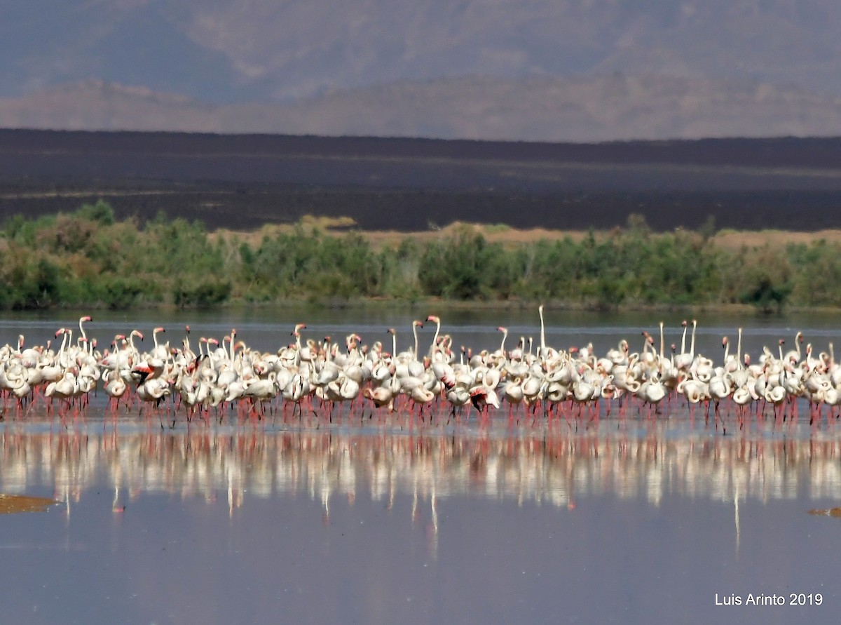 Greater Flamingo - ML162159381