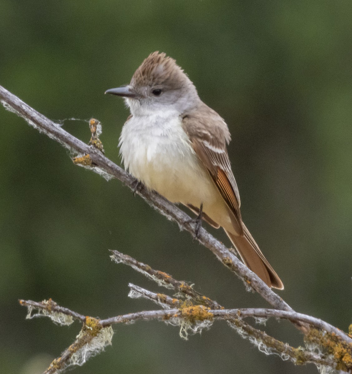 Ash-throated Flycatcher - Norman Pillsbury