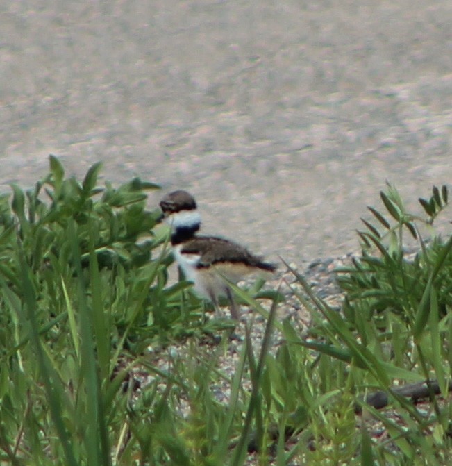 Killdeer - ML162160691