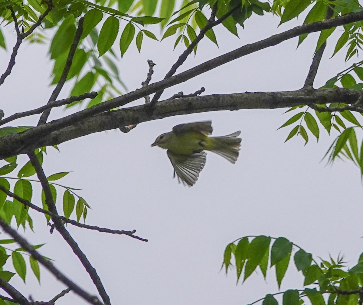 Warbling Vireo - ML162161521