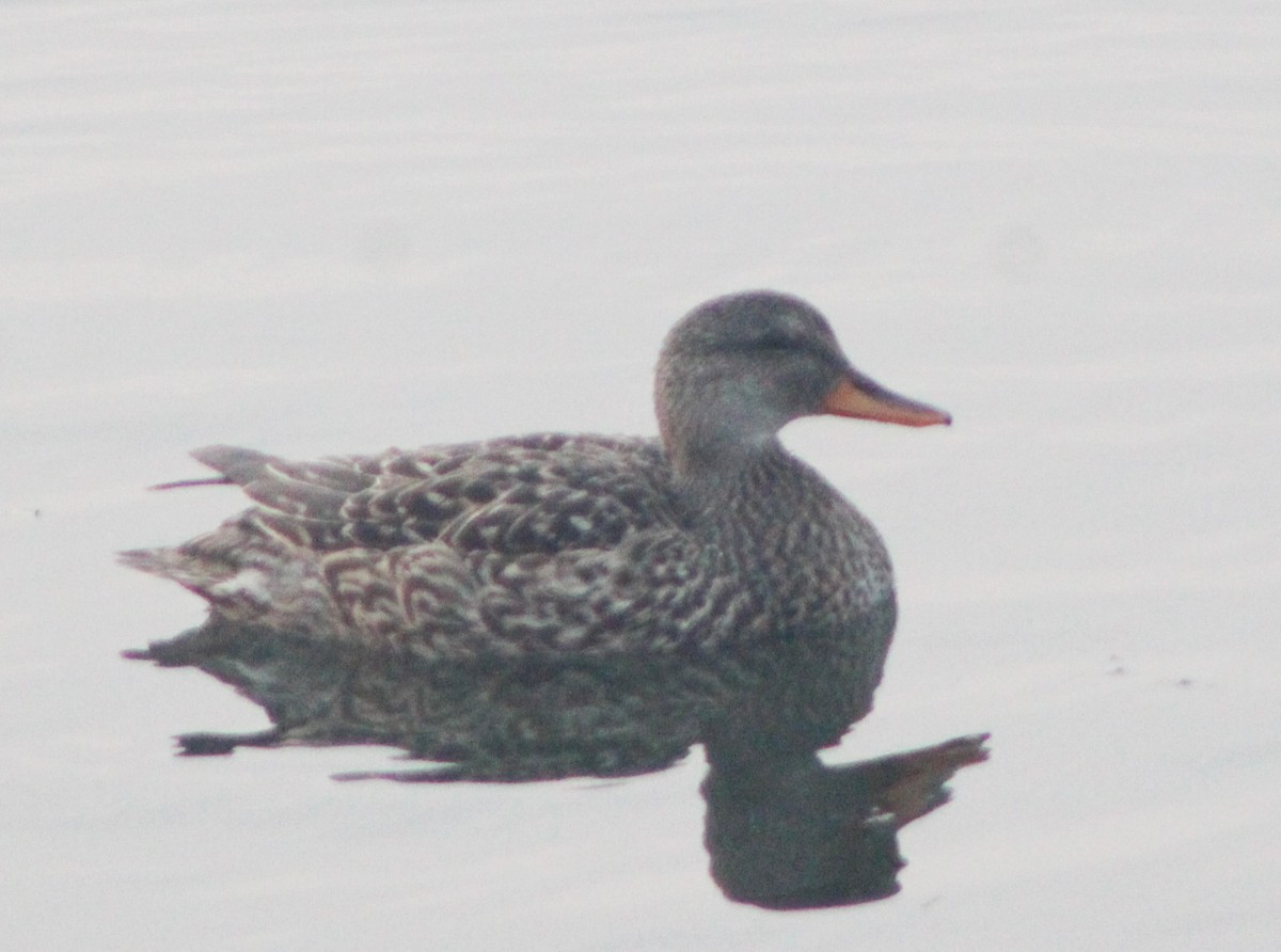 Gadwall - ML162161861