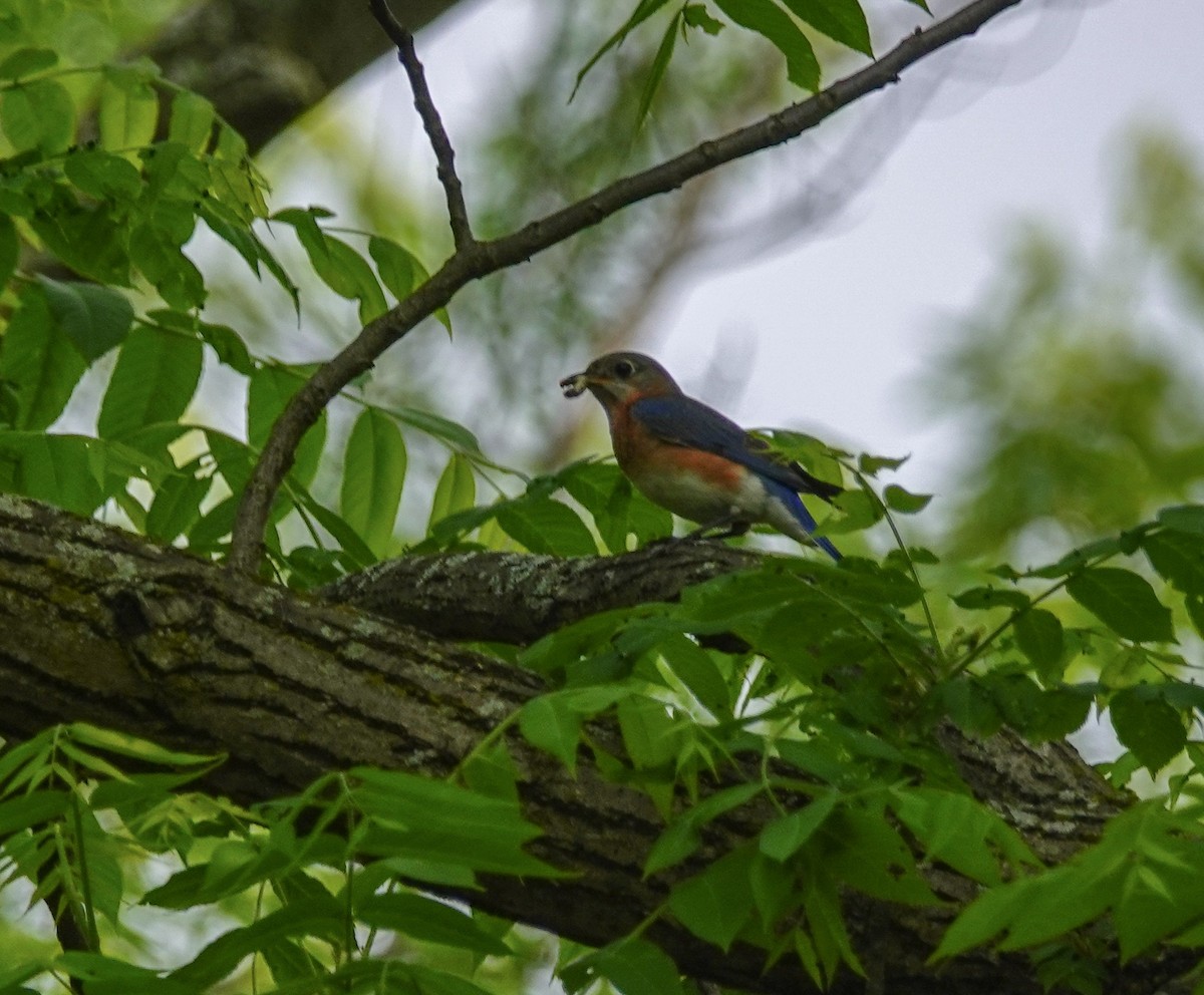 Eastern Bluebird - ML162162021