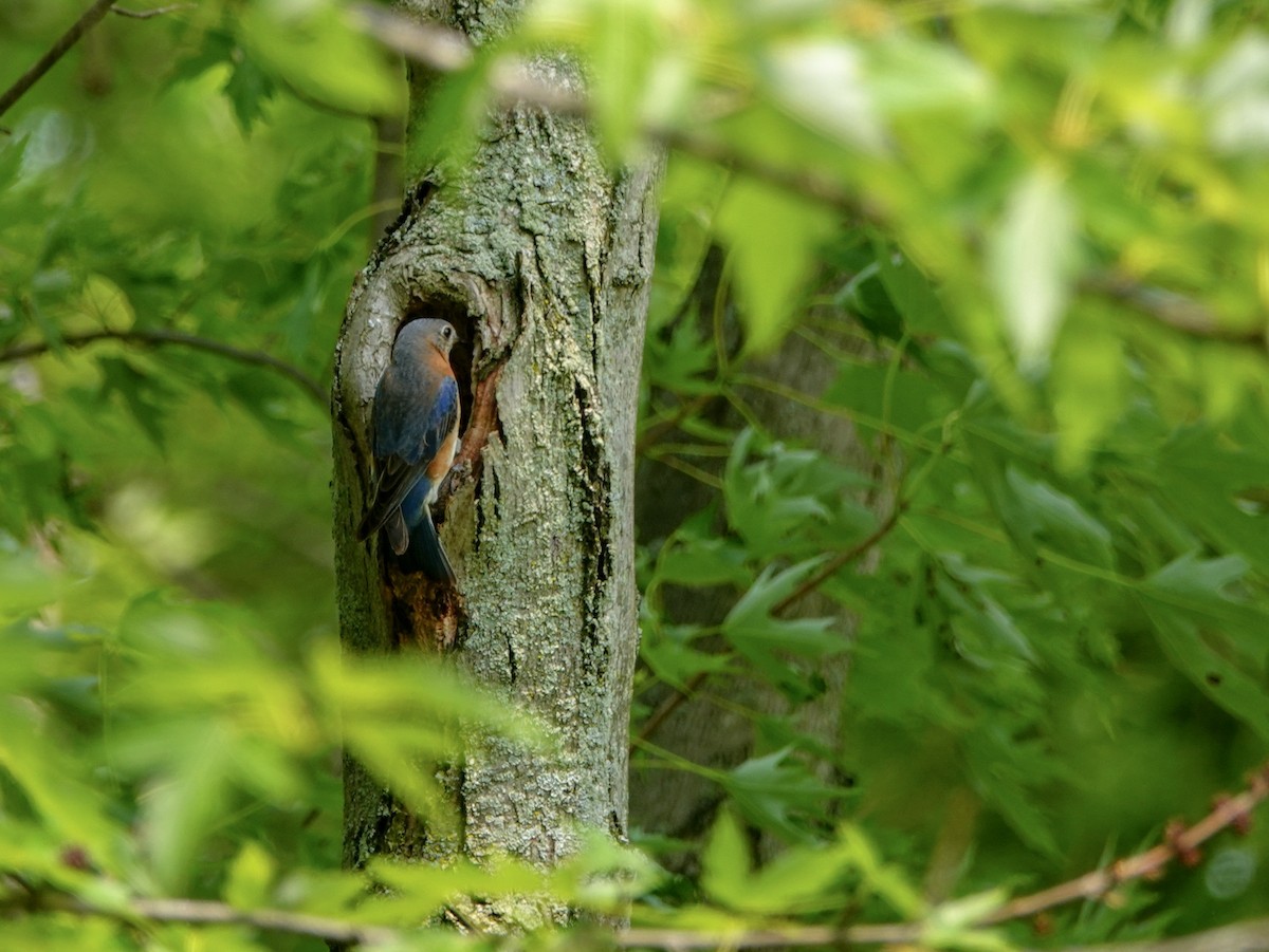 Eastern Bluebird - ML162162061