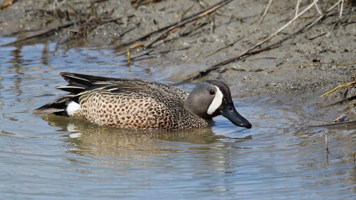 Blue-winged Teal - ML162162071