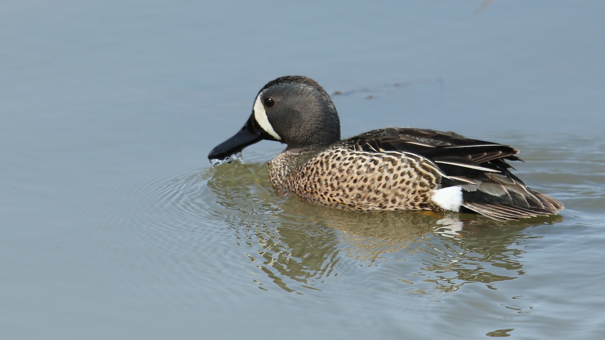 Blue-winged Teal - Daniel Jauvin