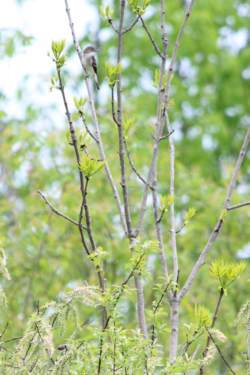 Eastern Wood-Pewee - ML162162491