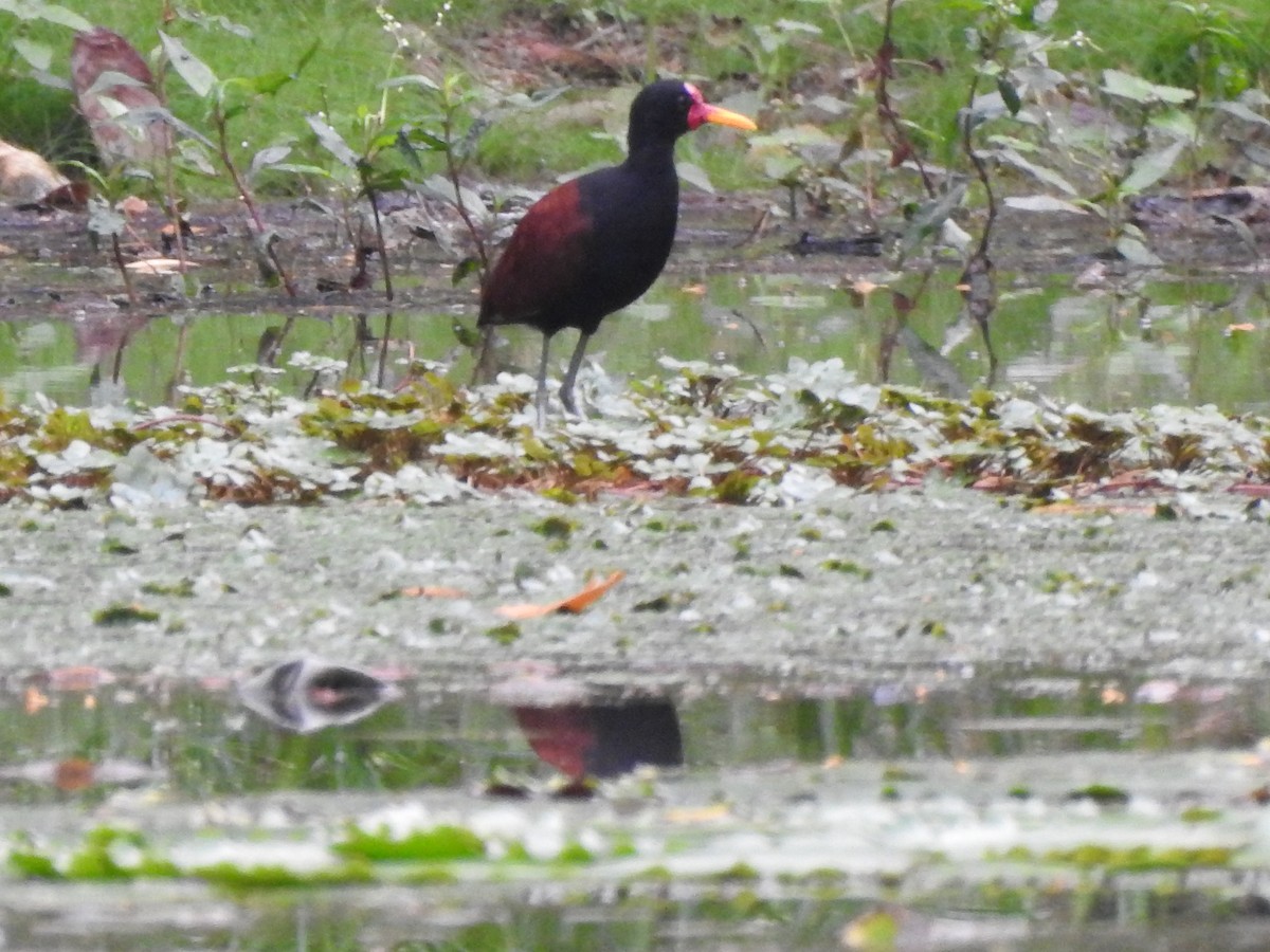 Wattled Jacana - ML162163161