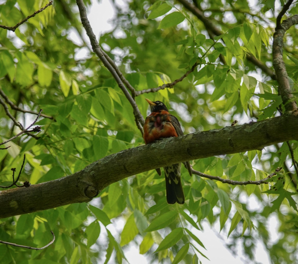 American Robin - ML162163291