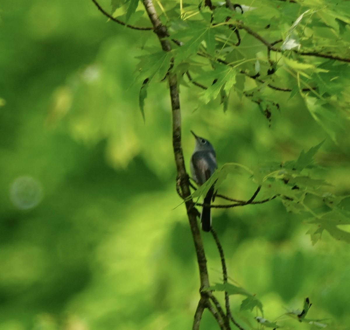 Blue-gray Gnatcatcher - ML162163671