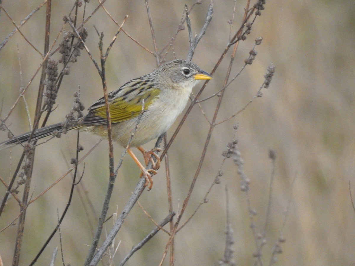 Wedge-tailed Grass-Finch - ML162163711