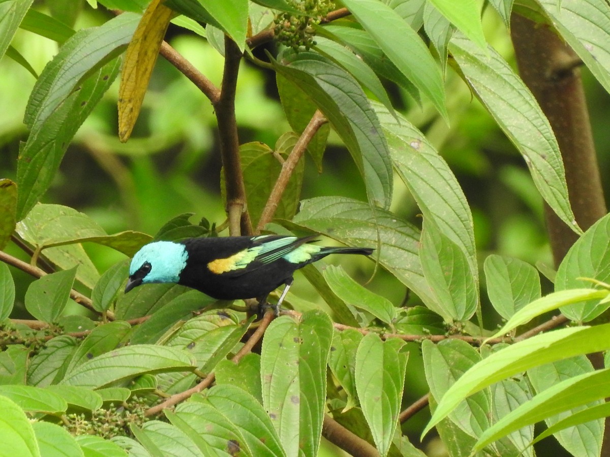 Blue-necked Tanager - ML162163881