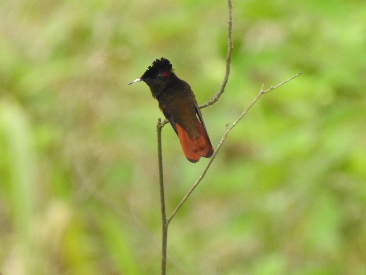 Ruby-topaz Hummingbird - ML162164081