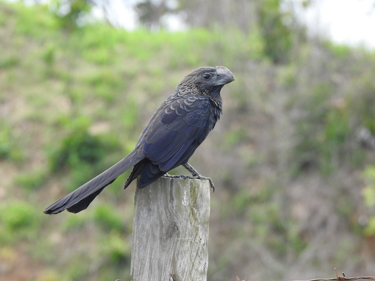 Smooth-billed Ani - ML162164201