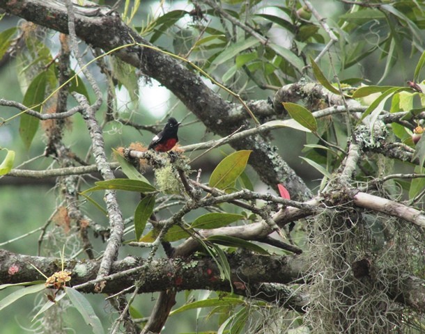 Painted Redstart - ML162164221