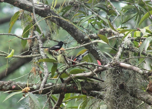 Painted Redstart - ML162164251