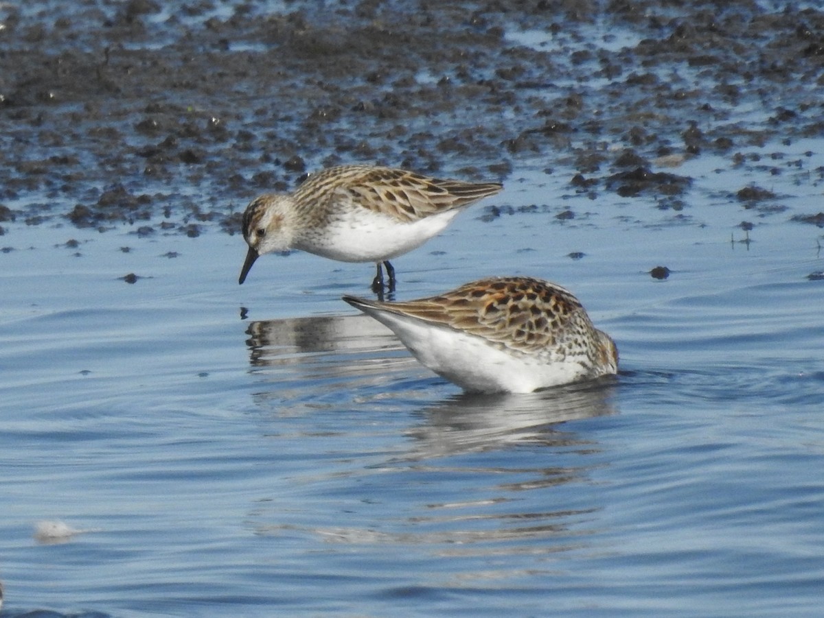 Semipalmated Sandpiper - ML162164421