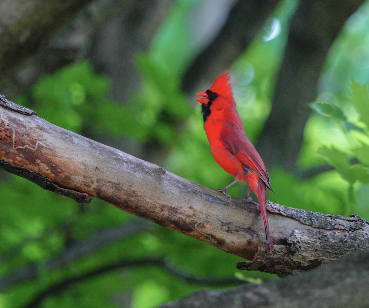 Northern Cardinal - ML162164821