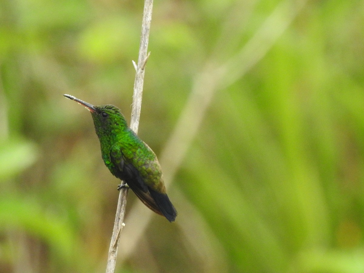 Copper-rumped Hummingbird - ML162165061