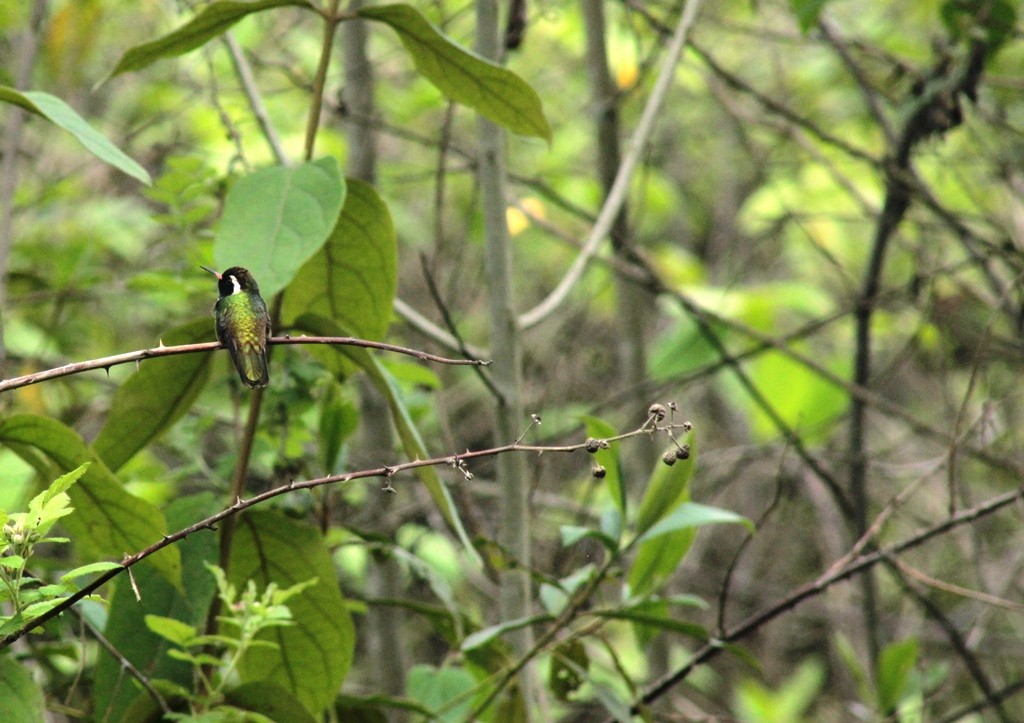 White-eared Hummingbird - ML162165981