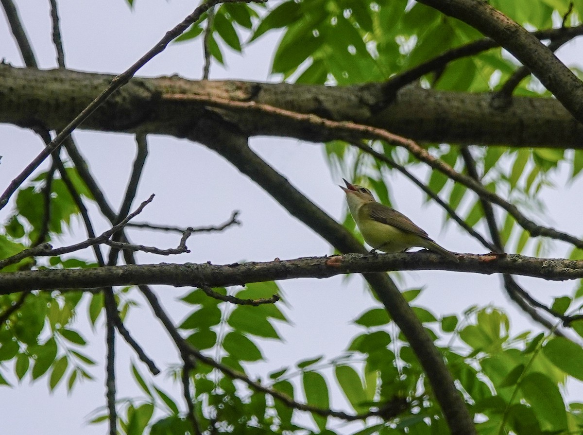 Warbling Vireo - ML162166531