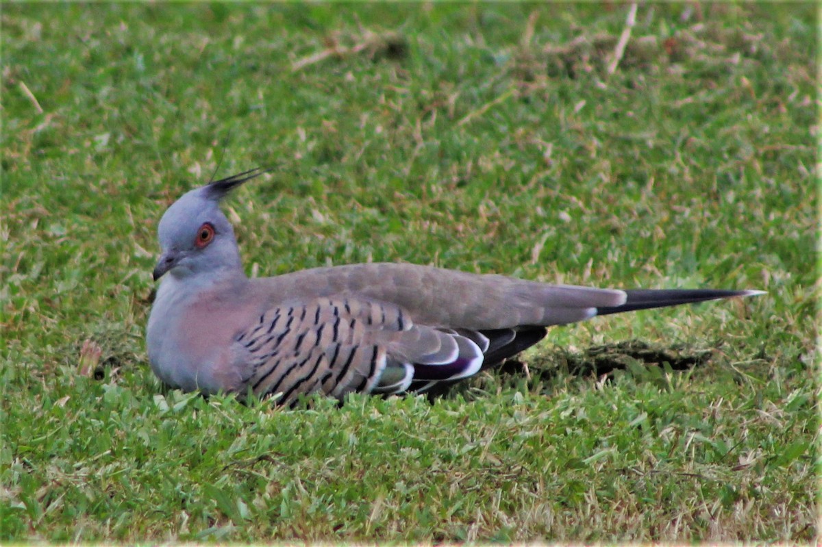 Crested Pigeon - ML162168991