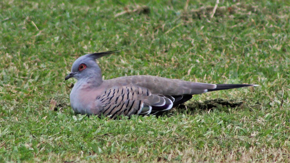 Crested Pigeon - ML162169001