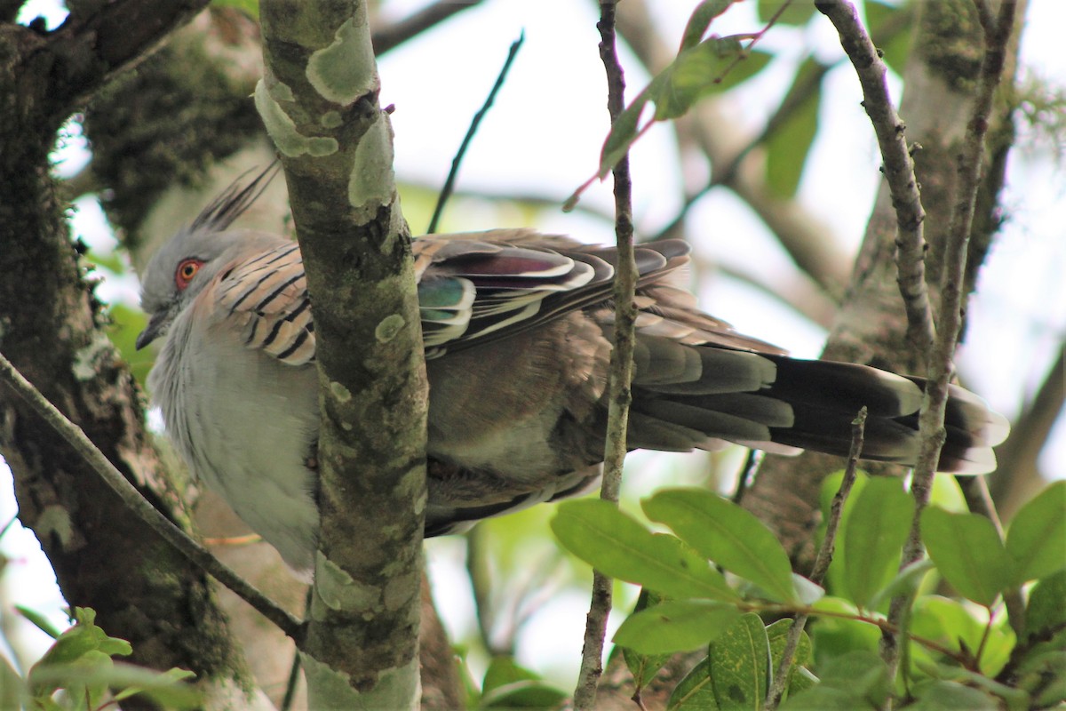 Crested Pigeon - ML162169021