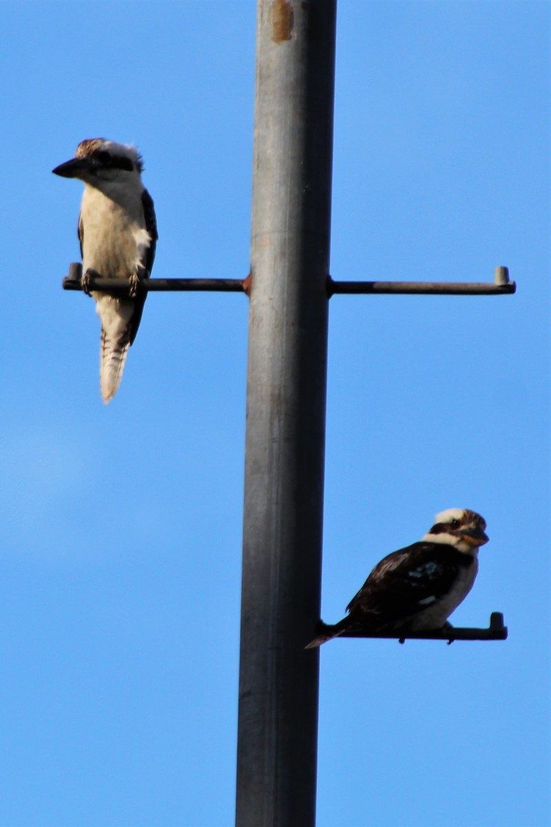 Laughing Kookaburra - ML162169111