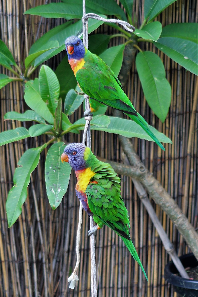 Rainbow Lorikeet - ML162169191