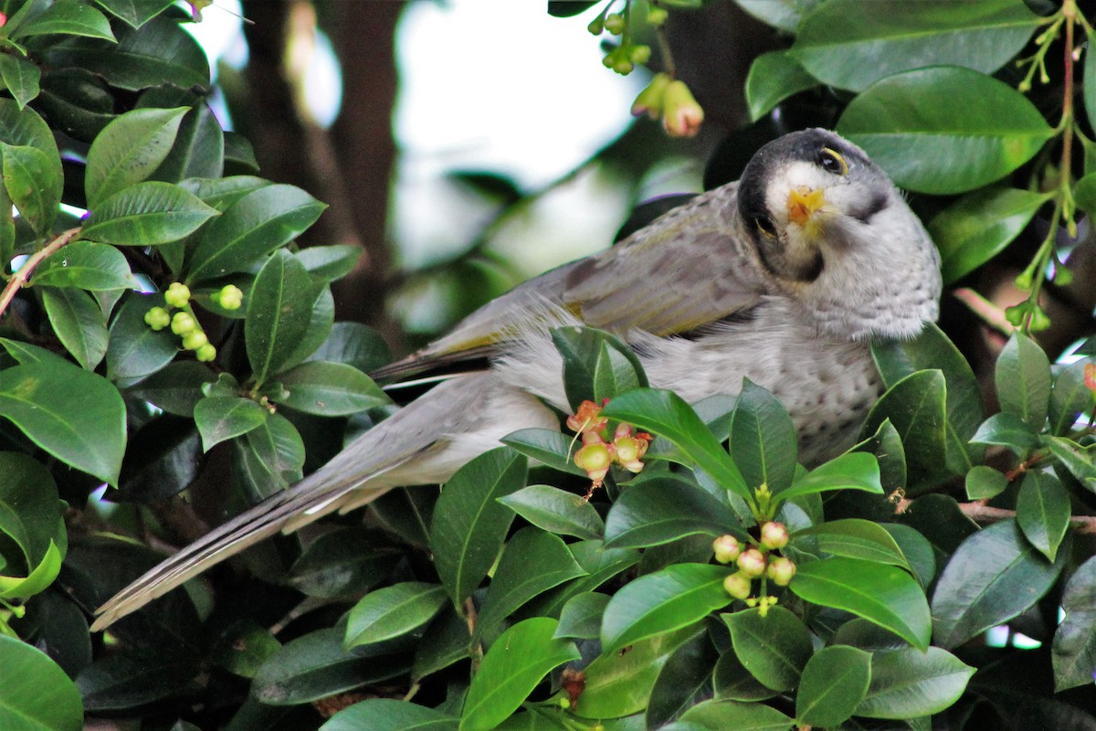 Noisy Miner - ML162169281