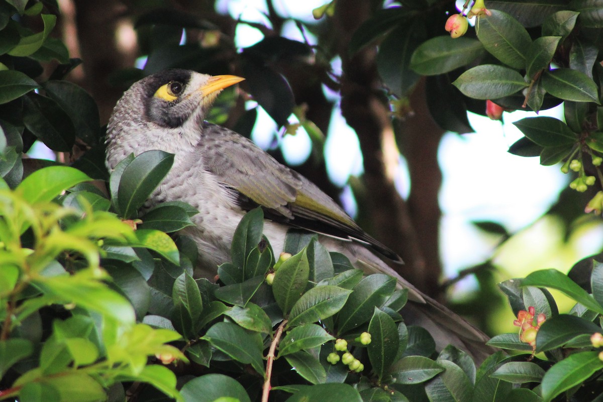 Noisy Miner - ML162169321