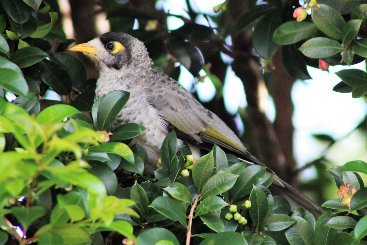 Noisy Miner - ML162169331