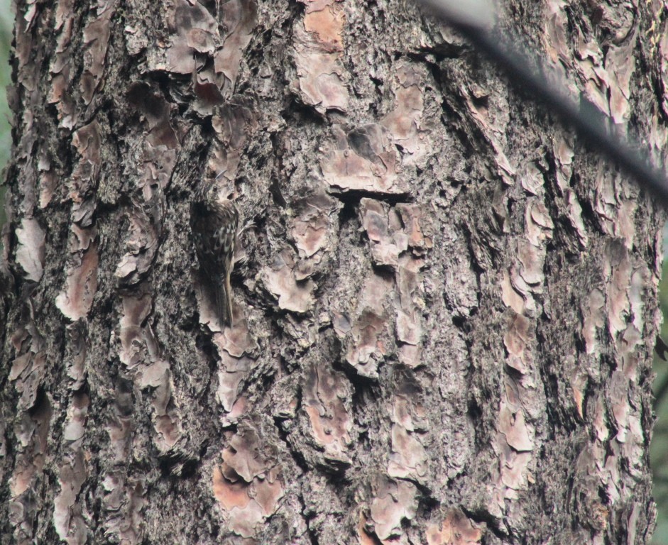 Brown Creeper - ML162169541